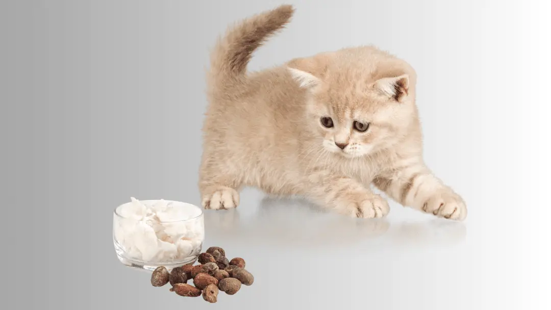 is shea butter safe for cats