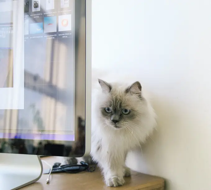 why do cats like climbing on tv sets