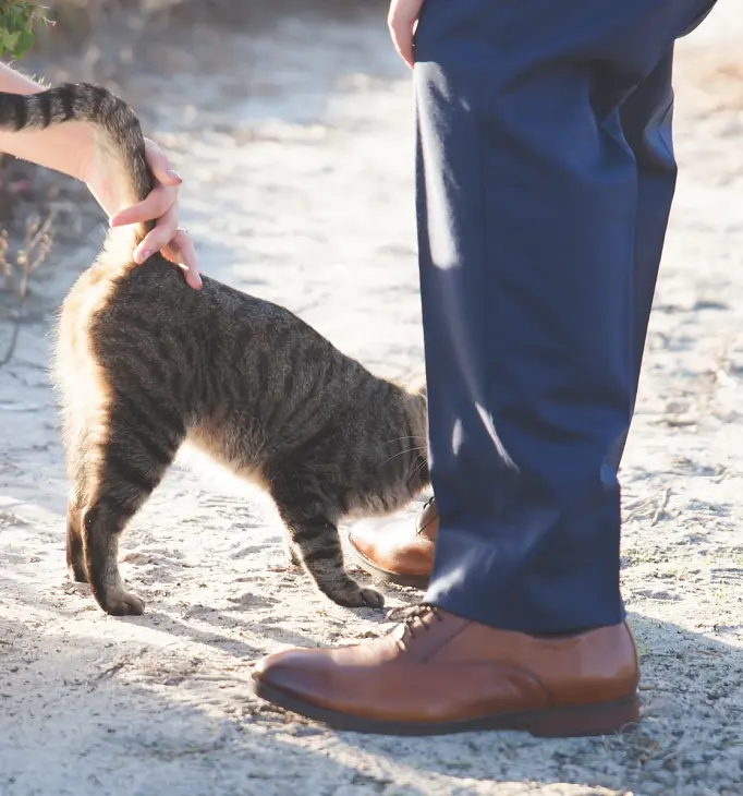 why your cat sits on your feet