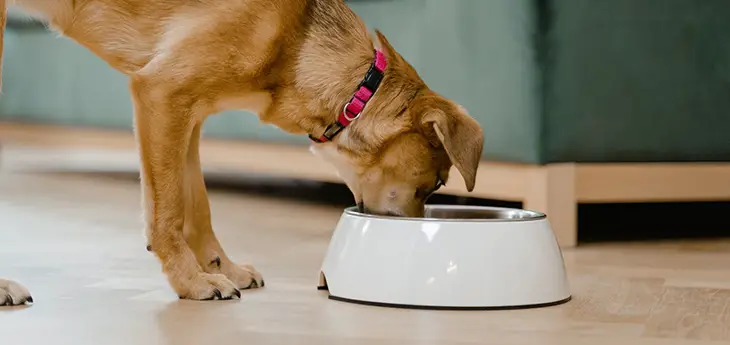 best dog food for pyoderma