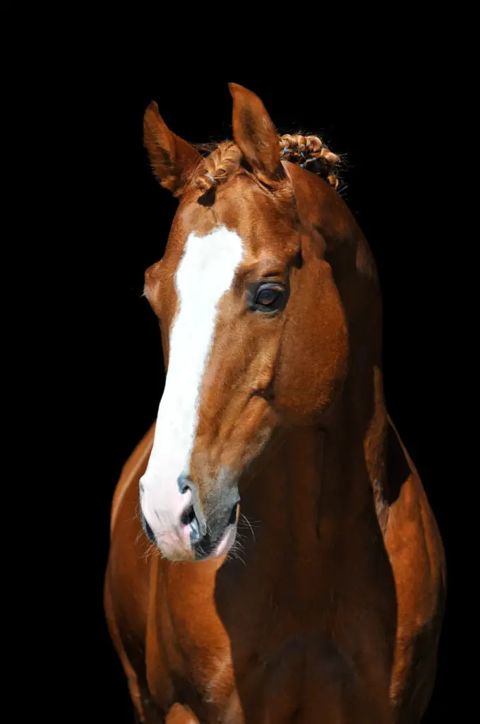 horses grazing while riding