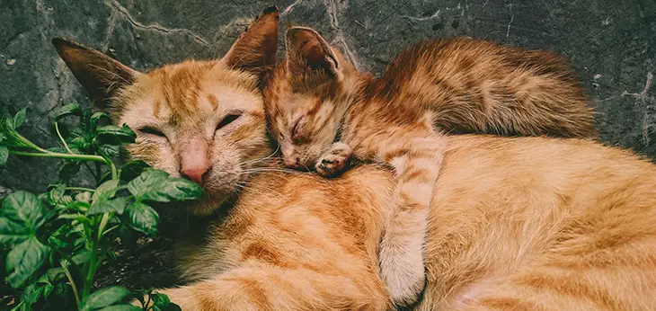 Male Cats Around Newborn Kittens