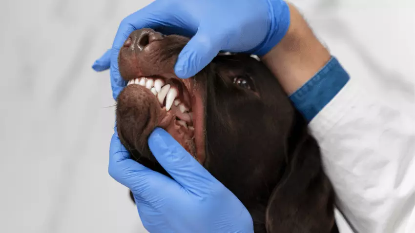 dog breeds with the sharpest teeth
