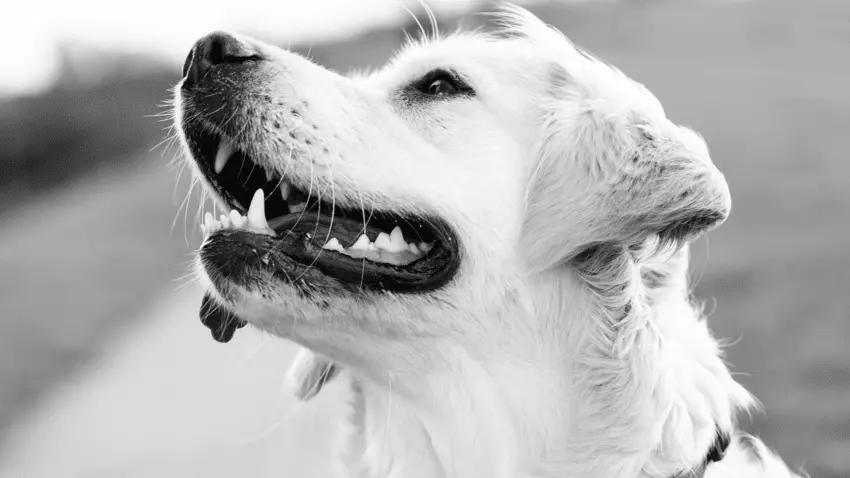 golden retriever sharp teeth