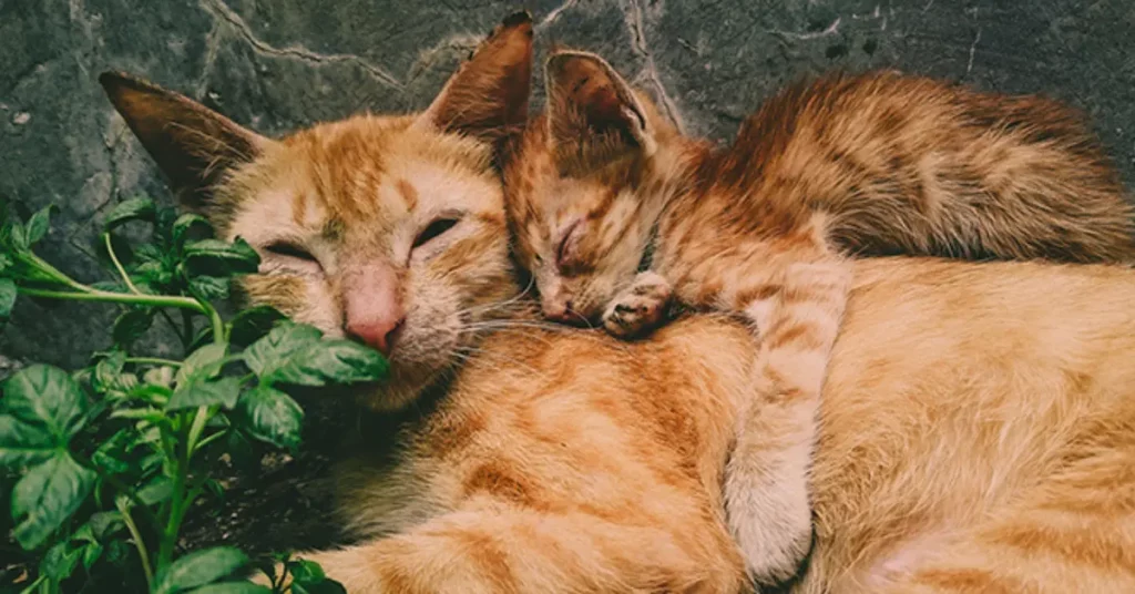 male cats around newborn kittens