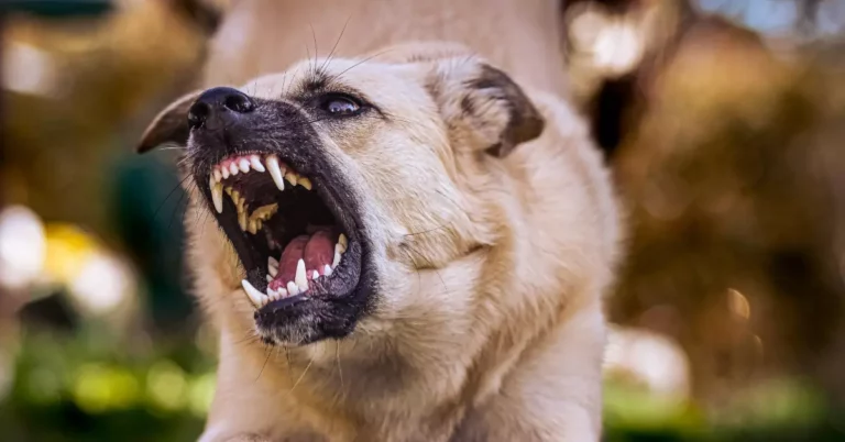 What Dog Has The Sharpest Teeth And Strongest Bite? Here Are 10 Breeds!