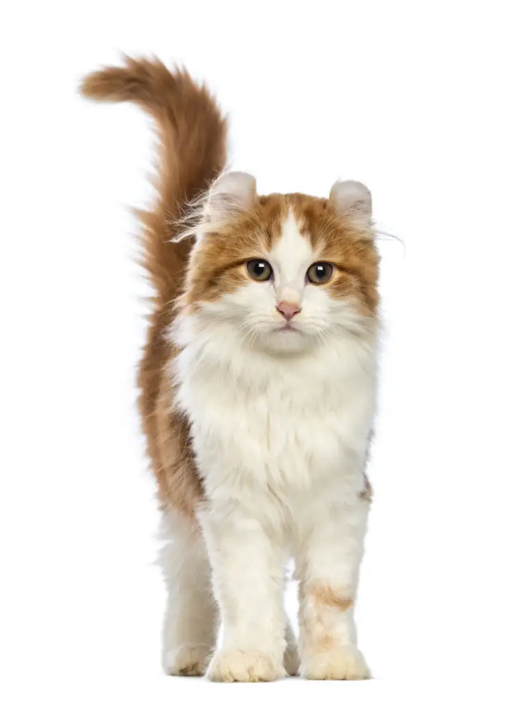 why do cats like being slapped