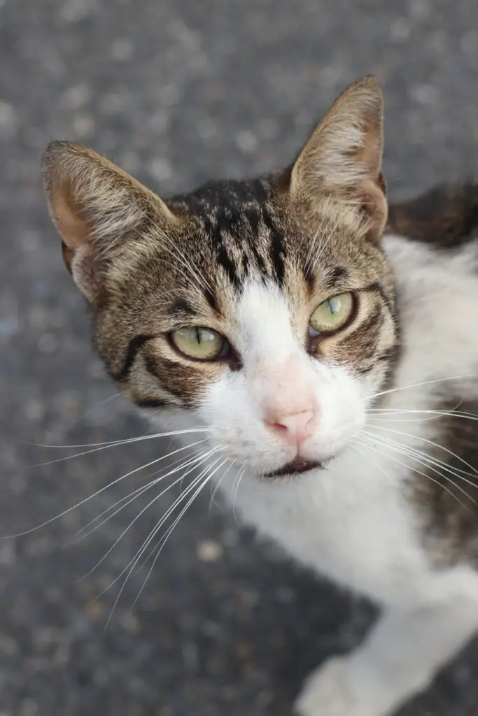 What to do if your cat ate tofu