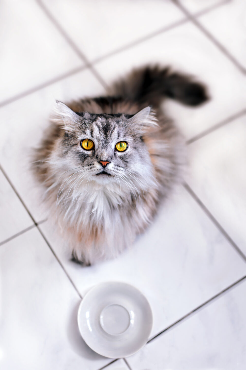 Can Cats Eat Animal Crackers? Is It Safe?