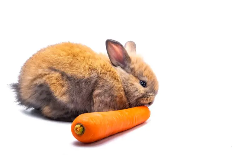 A Guide On The Fruits And Vegetables To Feed Rabbits
