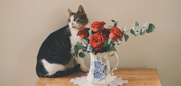 why are cats attracted to roses
