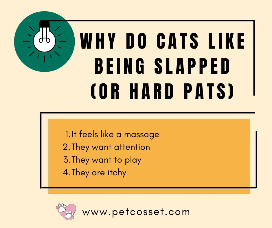 Why Do Cats Like Being Slapped or Hard Pats