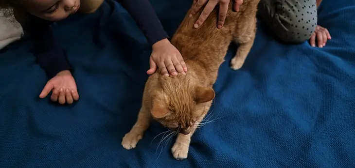 Why Do Cats Like Being Slapped? Here Are 4 Possible Reasons