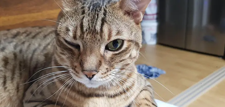 Why Does My Cat Wink At Me? 5 Interesting Reasons