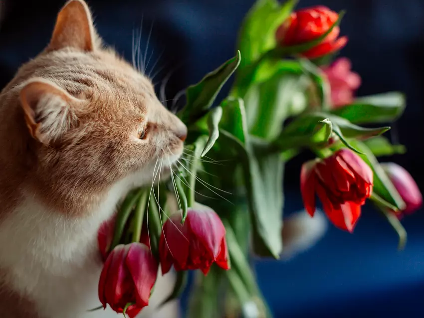 Are tulips toxic to cats