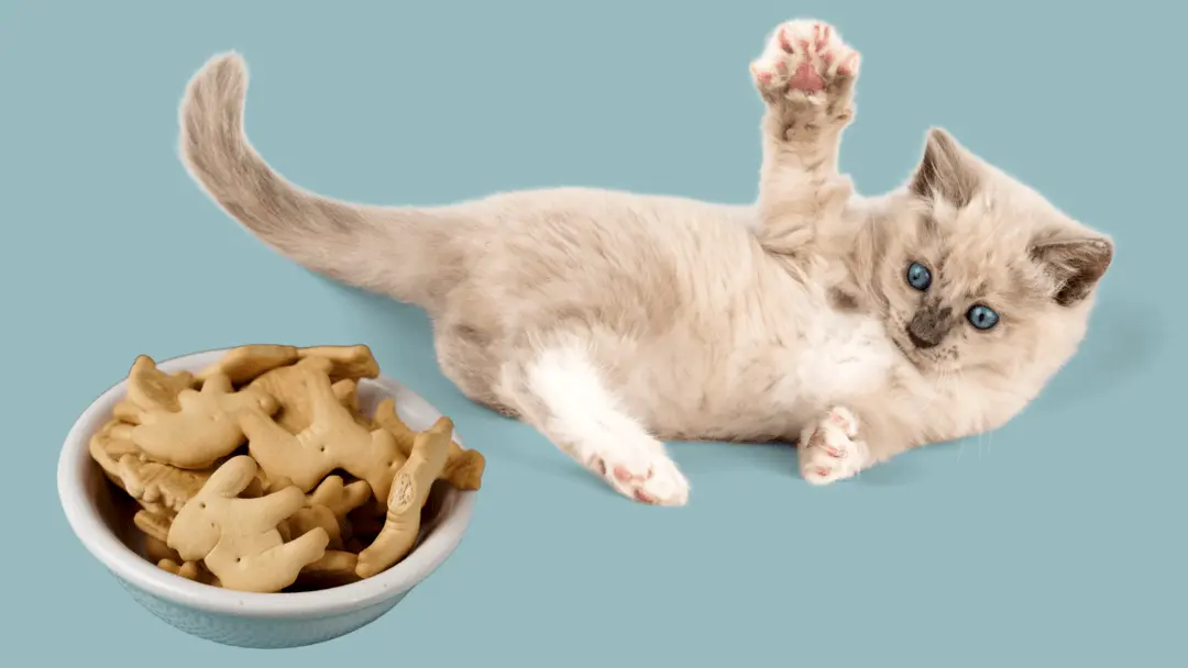 can cats eat animal crackers