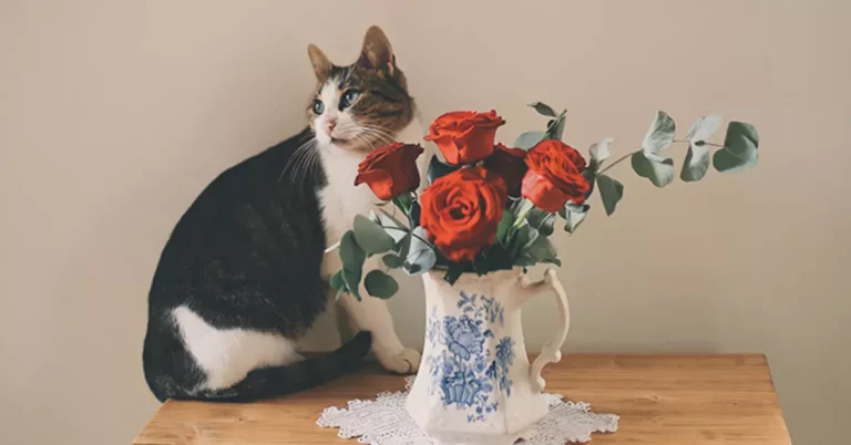 Why Are Cats Attracted To Roses? Are Roses Toxic To Cats?