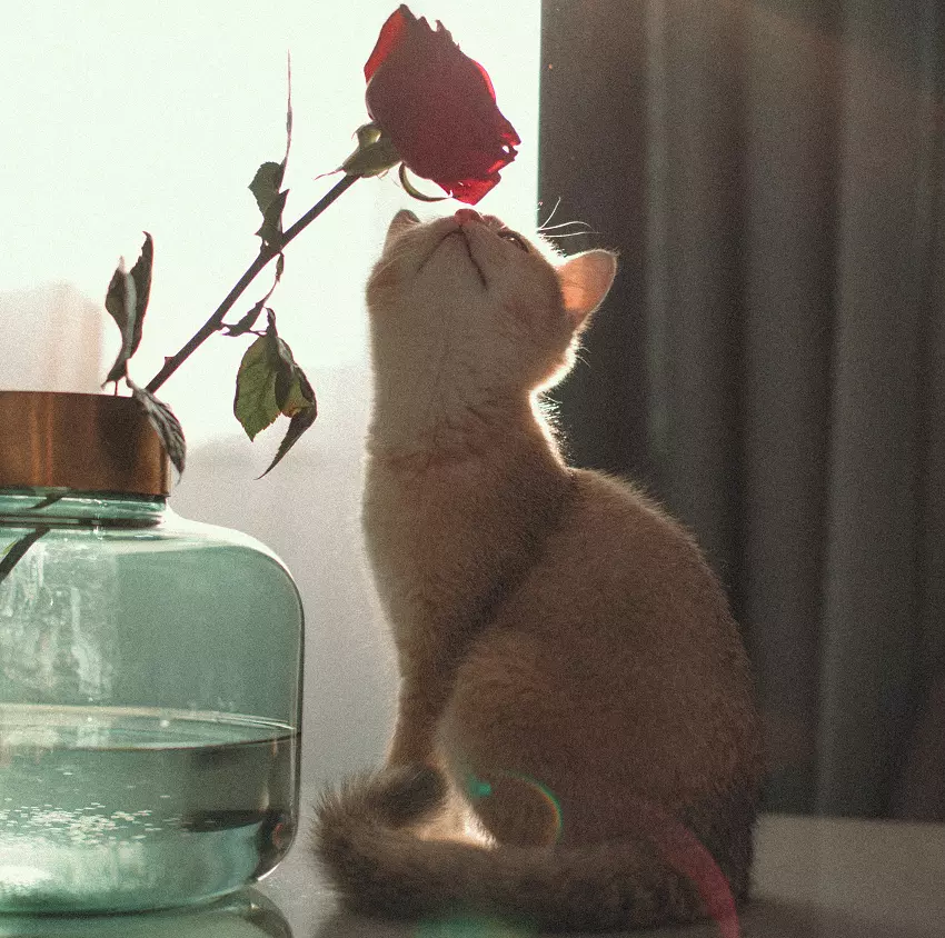 Why is my cat attracted to roses