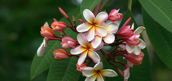 Are Plumeria Poisonous To Cats?