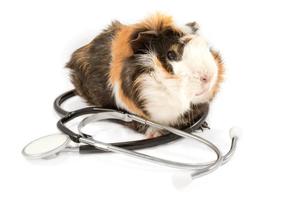 benefits of rosemary for guinea pigs