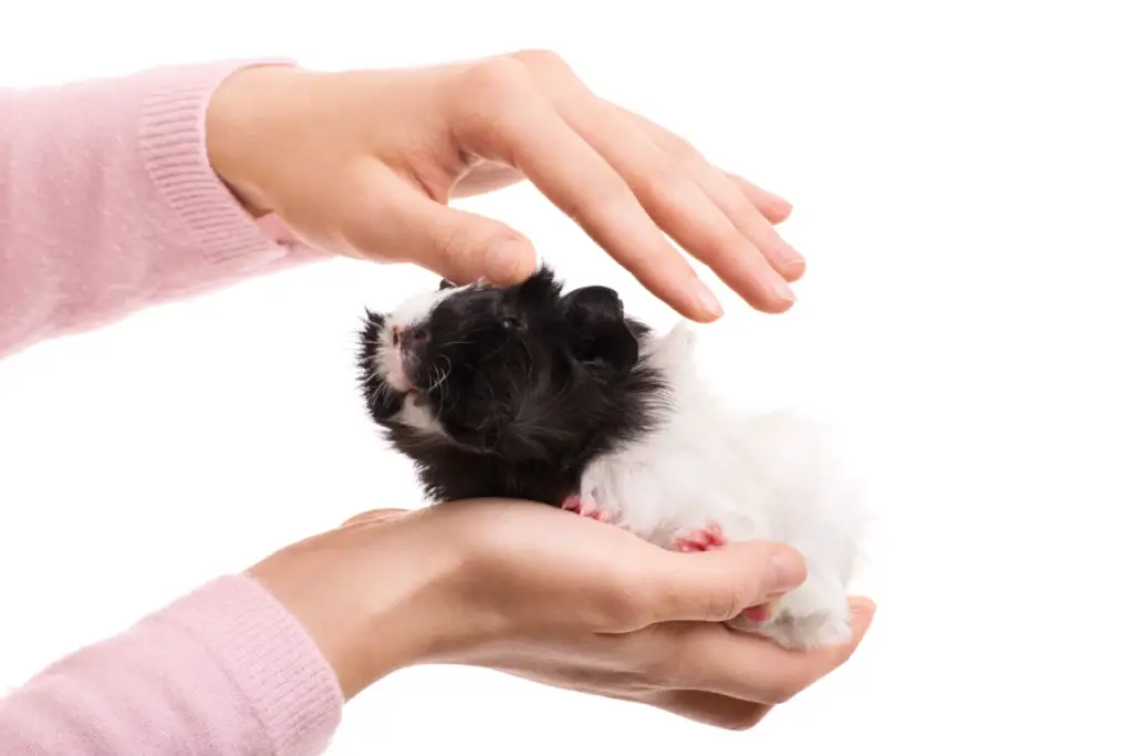 risks of feeding rosemary to guinea pigs