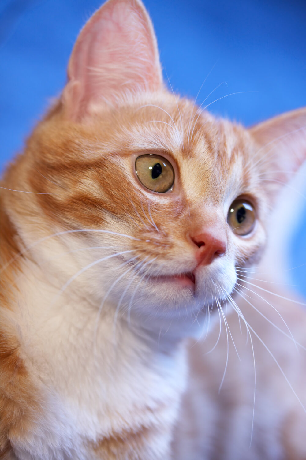 How Long Do Dissolvable Stitches Last In Cats?