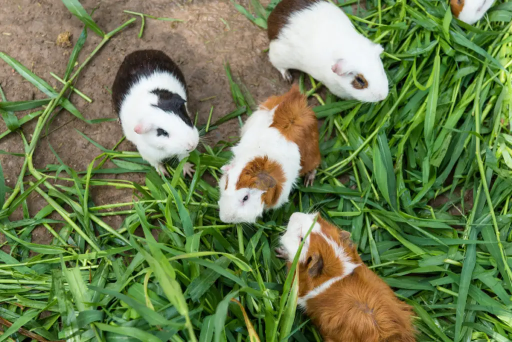 can guinea pigs eat parsley