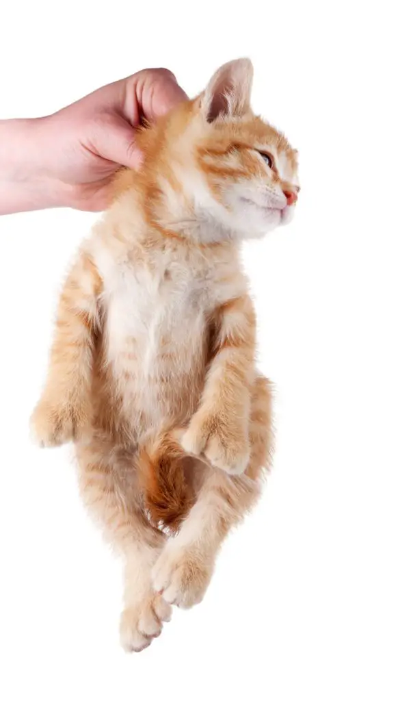 How to hold a kitten without being scratched