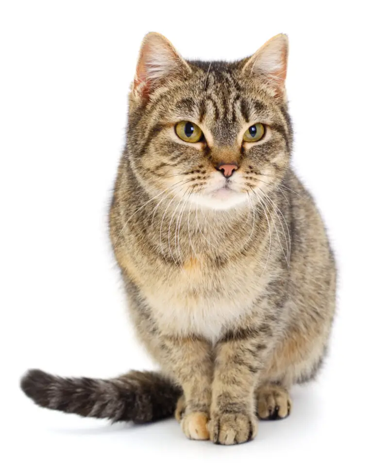 How Long Do Dissolvable Stitches Last In Cats?
