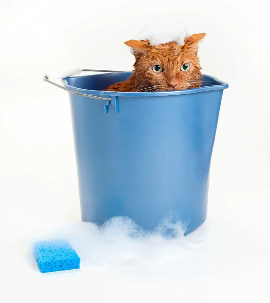 How To Tell If A Kitten Will Have Long Hair