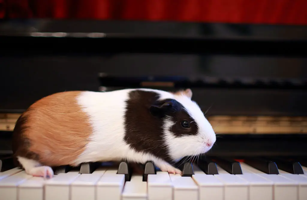 how often and how much mandarin oranges are good for guinea pigs