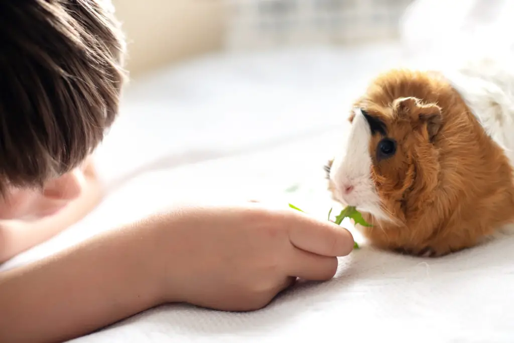 can guinea pigs eat dried marigold flowers