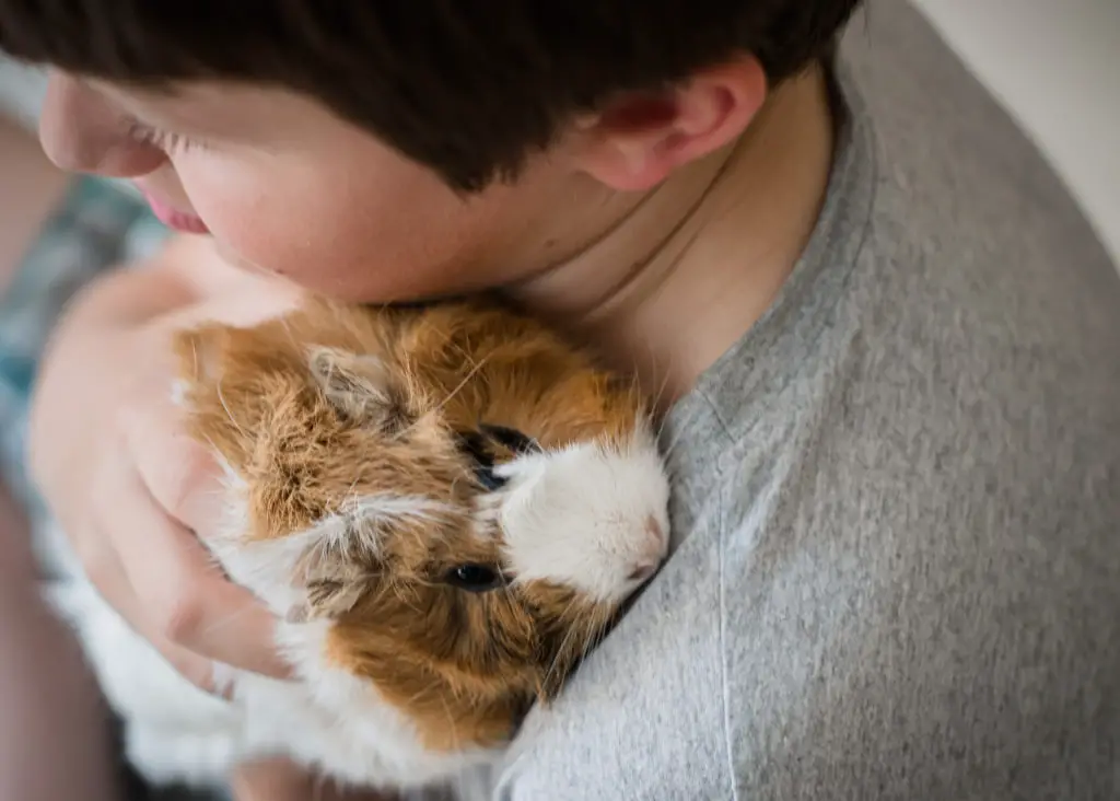 can guinea pigs eat dandelions