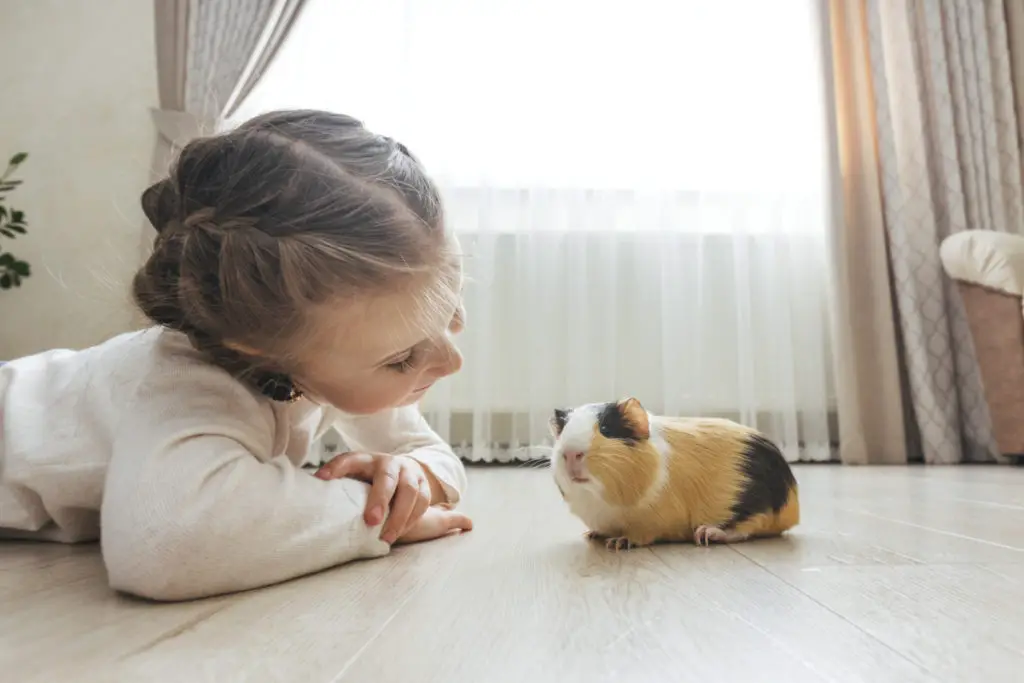 can guinea pigs eat dandelion leaves, stems, roots & flowers