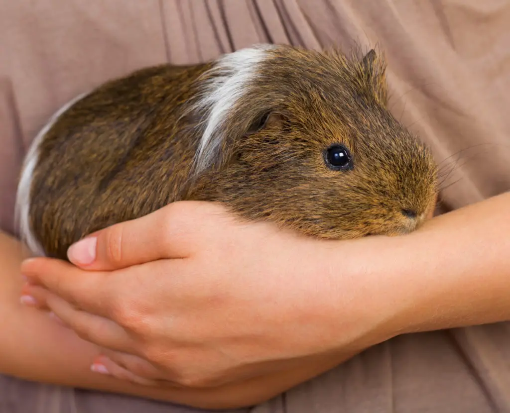 can guinea pigs eat butter lettuce daily