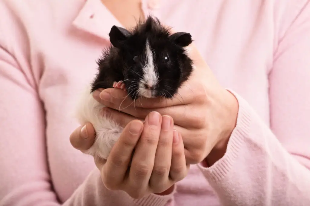 how to prepare lettuce for your guinea pigs