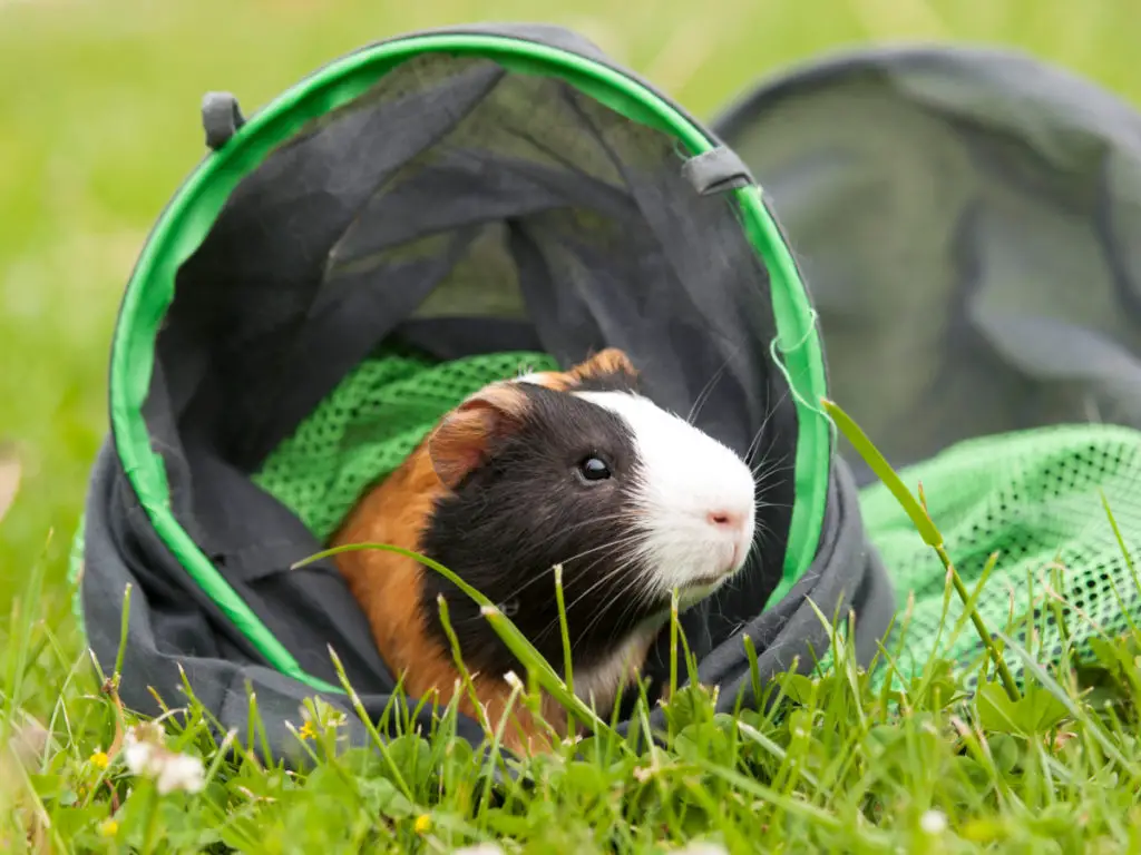 can guinea pigs eat rosemary