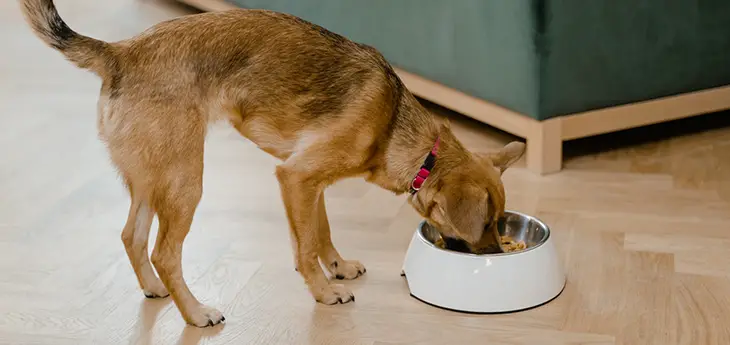 Eukanuba vs Royal Canin