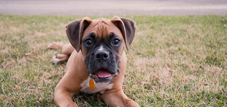 When Do Boxer Puppies Lose Their Teeth
