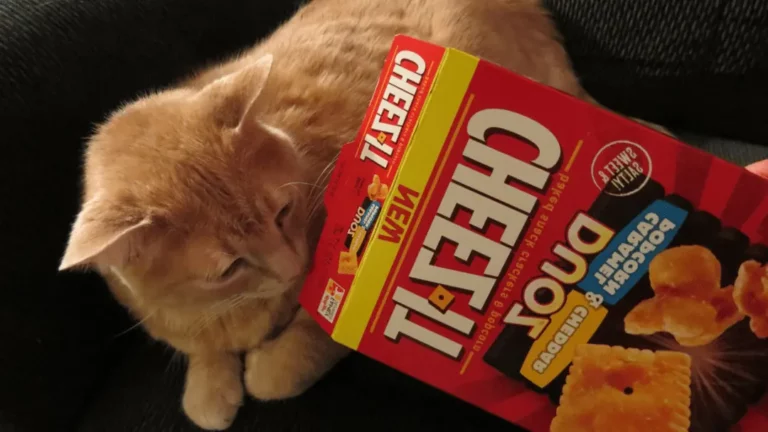 Can Cats Eat Cheez-Its? Are There Benefits?