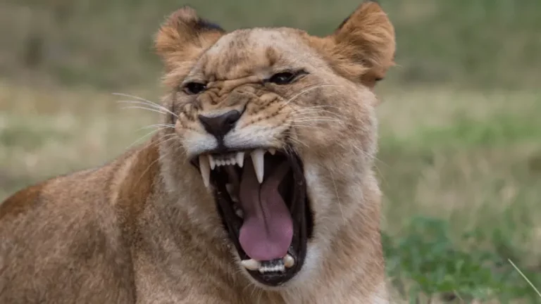 Do Big Cats Meow? Here Are The Interesting Facts