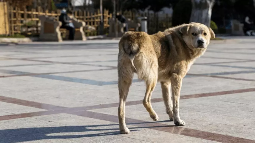 dogs walking backwards