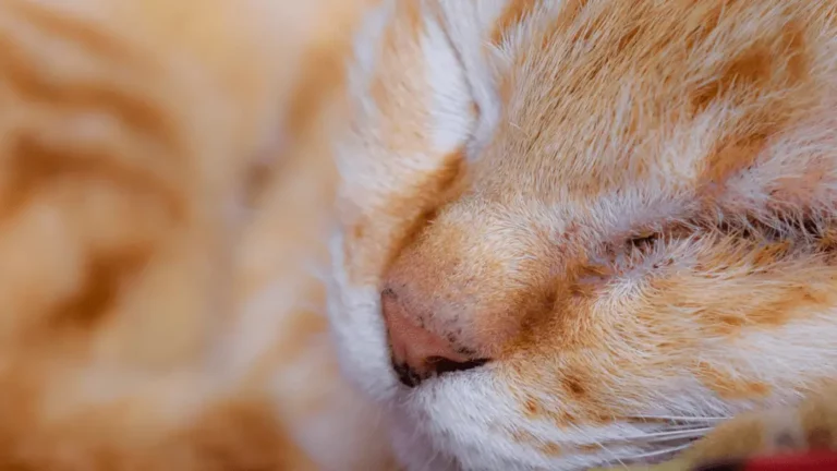 Why Do Cats Noses Get Wet When They Purr? Discussed Here!