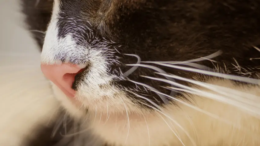 Why does your cat’s nose become wet while purring