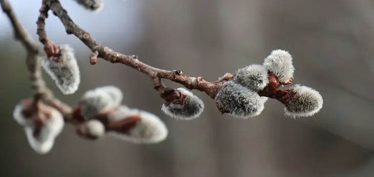 Are Pussy Willows Toxic To Cats