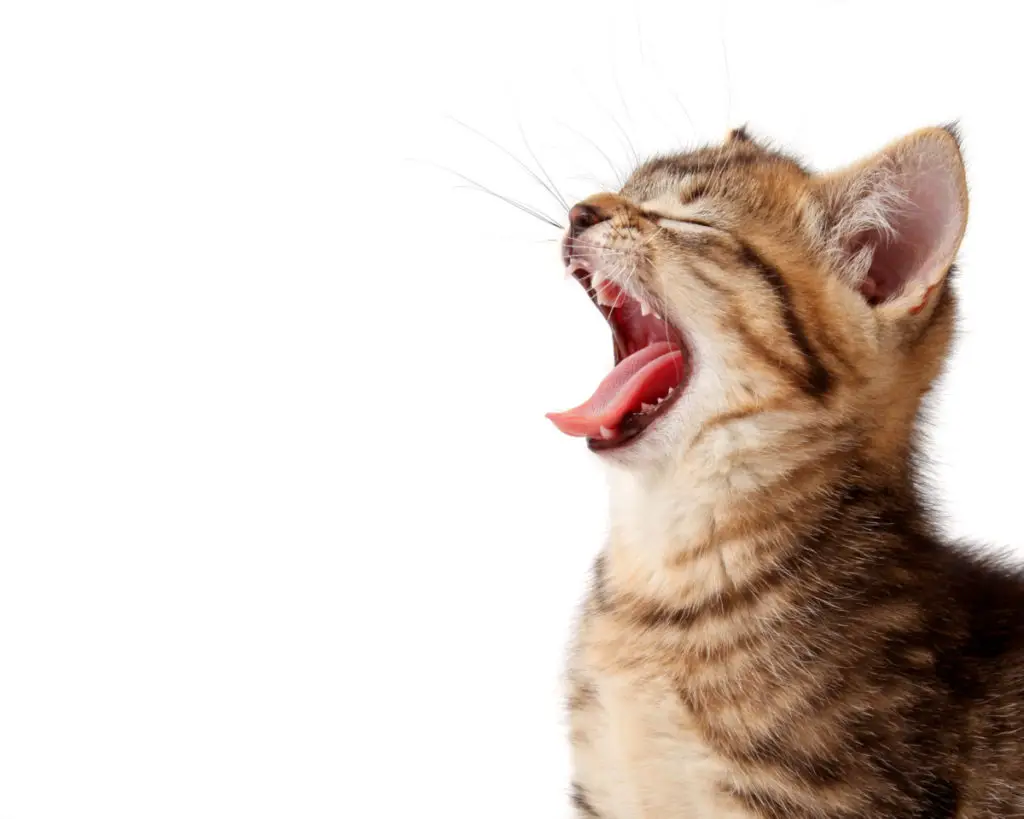 Do you have to clean the cat's teeth regularly