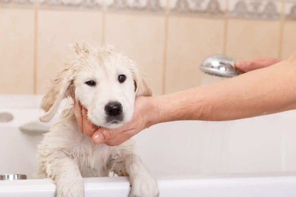 What Should I Do If My Dog Drank Mouthwash