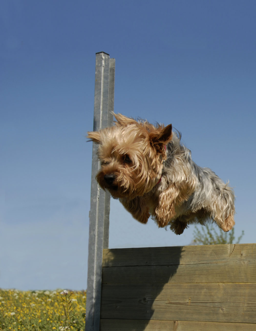 Why Do Yorkies Have Bad Breath? 7 possible reasons PetCosset