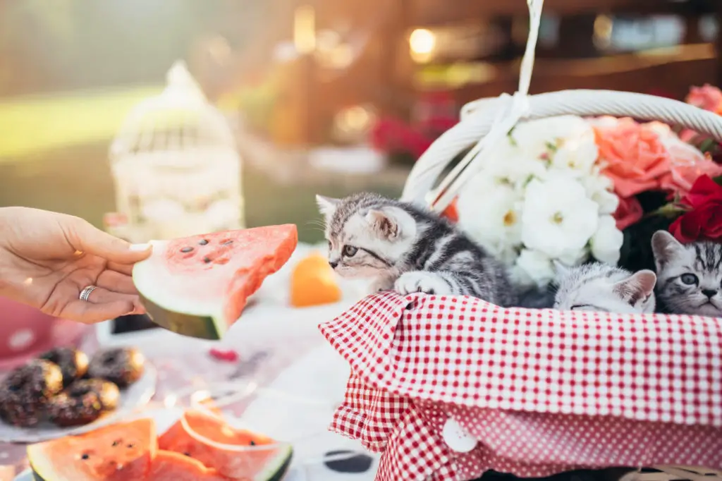 Can cats eat watermelon rind