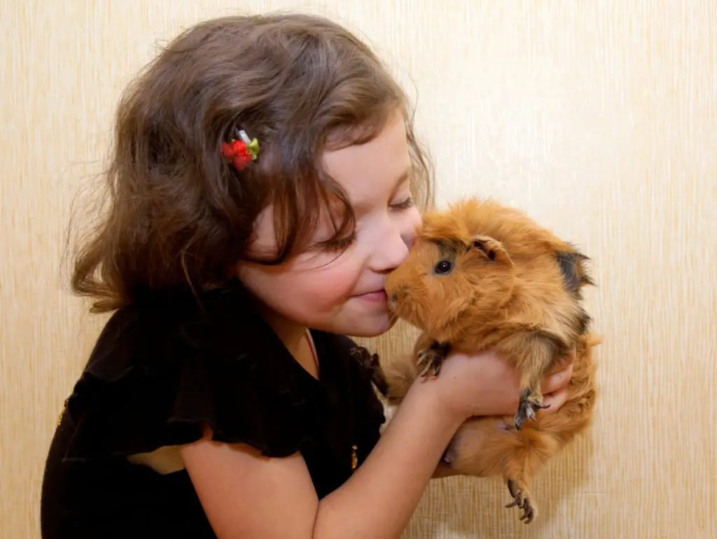 Risks Of Serving Guinea Pigs With Clementines